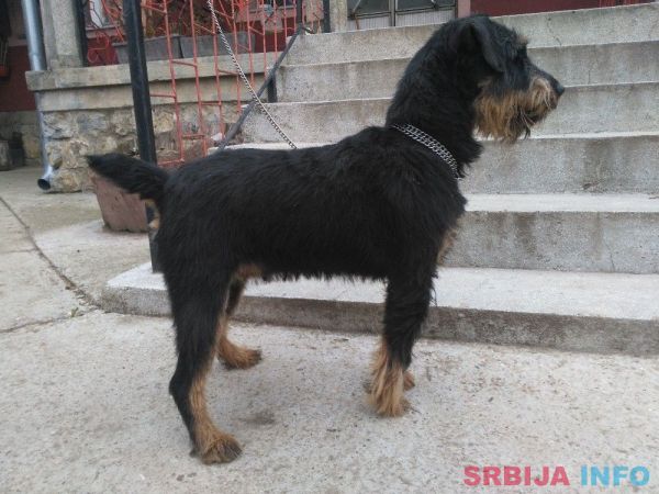 Lepa i radna zenka terijera