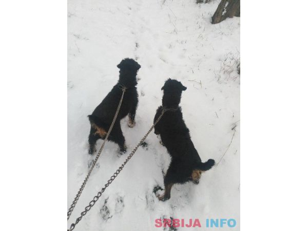 Lepa i radna zenka terijera