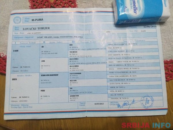 Lepa i radna zenka terijera