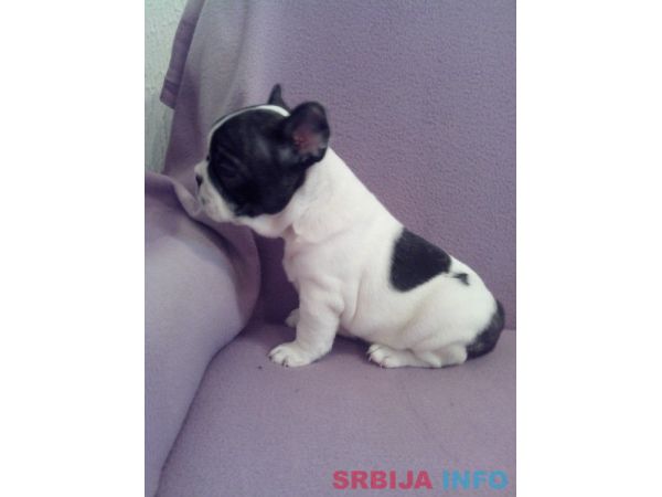 Musko stene francuskog buldoga na prodaj