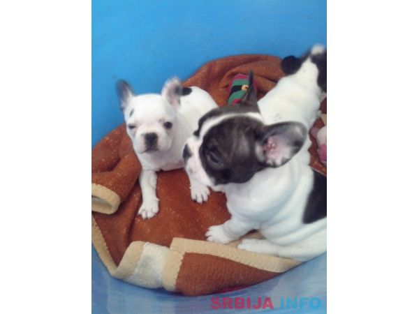 Musko stene francuskog buldoga na prodaj