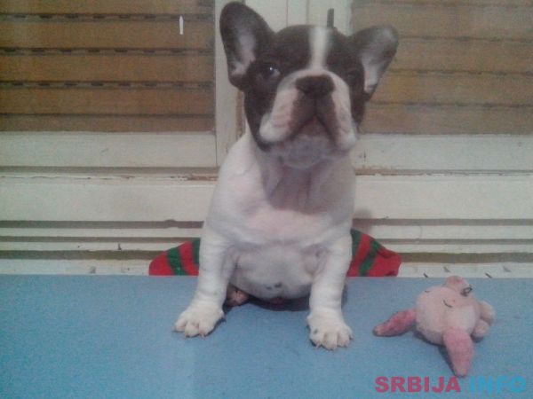 Musko stene francuskog buldoga na prodaj