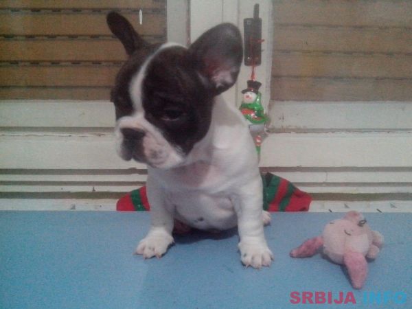 Musko stene francuskog buldoga na prodaj