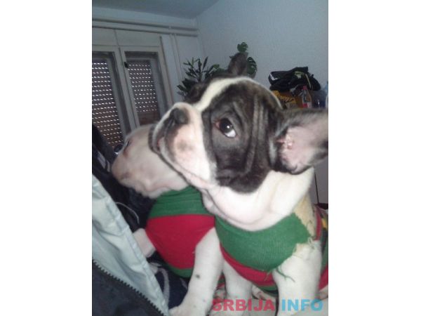 Musko stene francuskog buldoga na prodaj