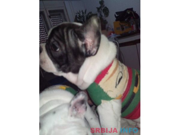 Musko stene francuskog buldoga na prodaj