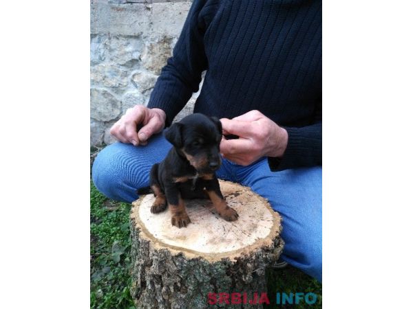 Stenad terijera oba pola