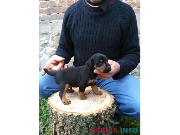 Stenad terijera oba pola