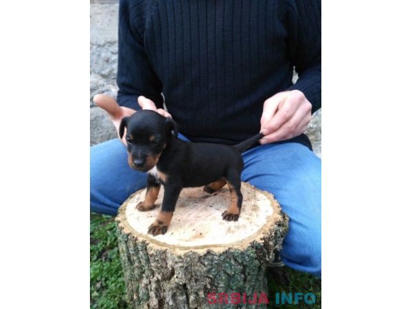 Stenad terijera oba pola