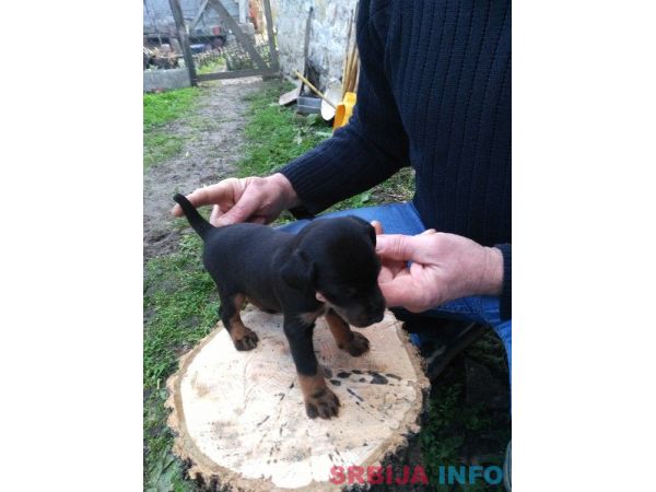 Stenad terijera oba pola