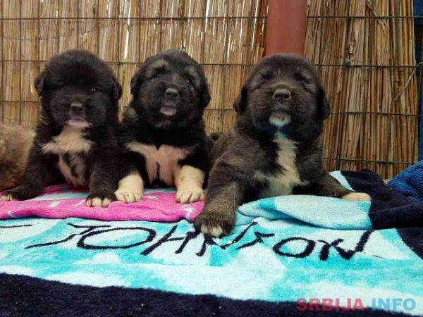 Stenad KAVKASKOG OVCARA