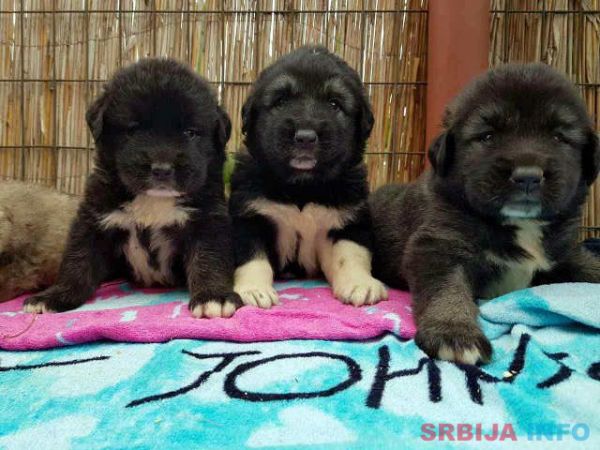 Stenad KAVKASKOG OVCARA