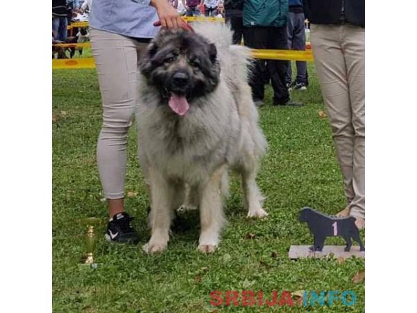 Stenad KAVKASKOG OVCARA