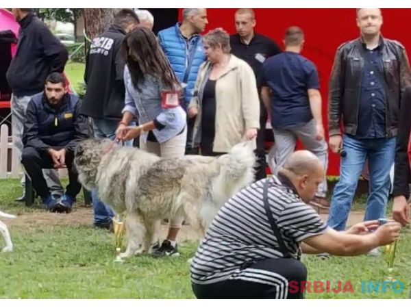 Stenad KAVKASKOG OVCARA