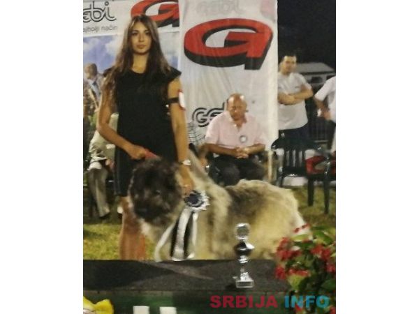 Stenad KAVKASKOG OVCARA