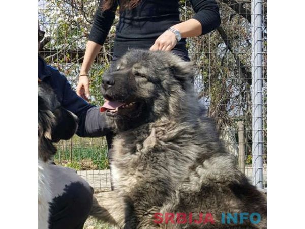 Stenad KAVKASKOG OVCARA