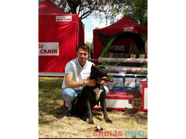 CANE CORSO - muzjak sam. Srbije - parenje