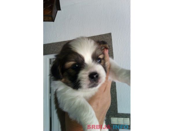 &Scaron;tene &scaron;icu na prodaju