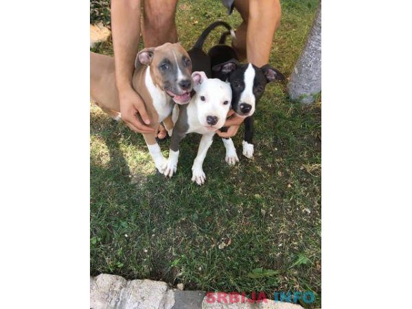 Stenci AMERICKOG staf. terijera outkros