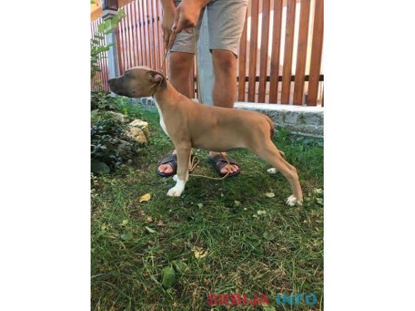 Stenci AMERICKOG staf. terijera outkros