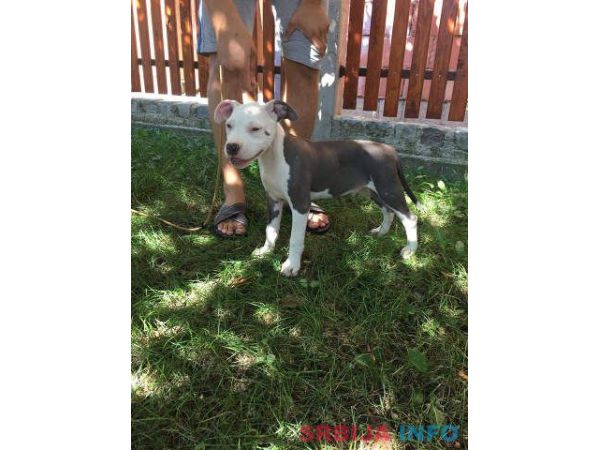 Stenci AMERICKOG staf. terijera outkros