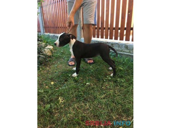 Stenci AMERICKOG staf. terijera outkros