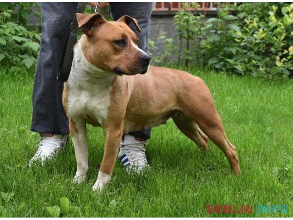 Stenci AMERICKOG staf. terijera outkros