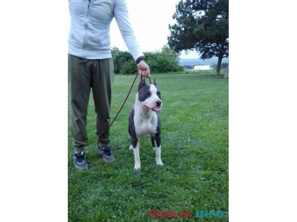 Stenci AMERICKOG staf. terijera outkros