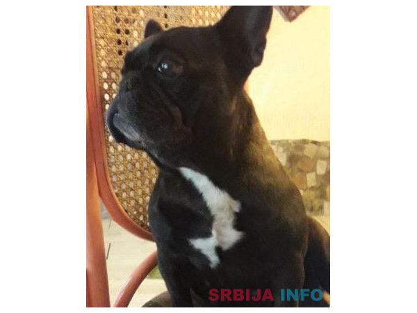 Francuski buldog - dve kuje na prodaju