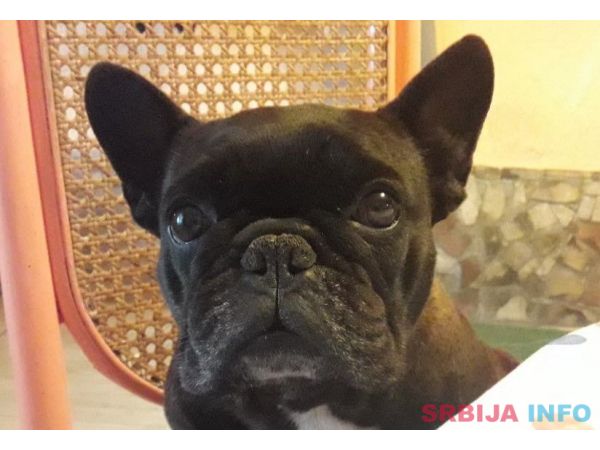 Francuski buldog - dve kuje na prodaju