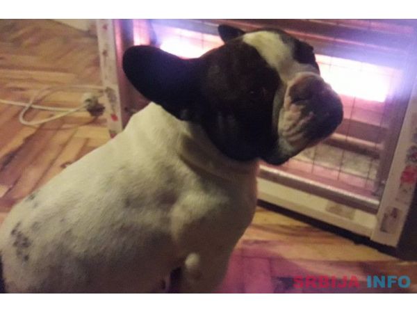 Francuski buldog - dve kuje na prodaju