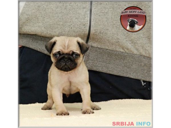MOPS stenci - bez i crne boje
