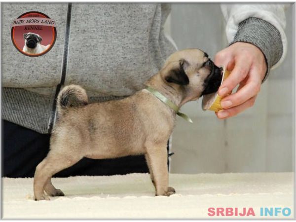 MOPS stenci - bez i crne boje