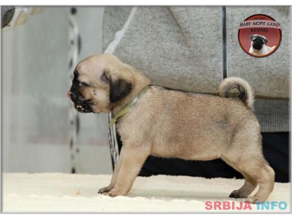 MOPS stenci - bez i crne boje