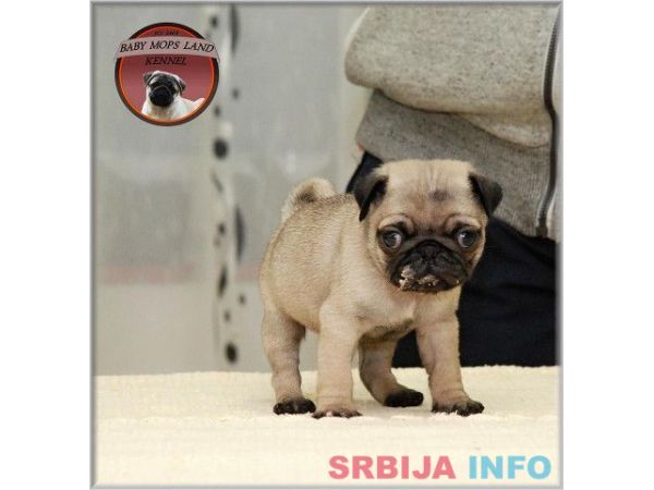 MOPS stenci - bez i crne boje