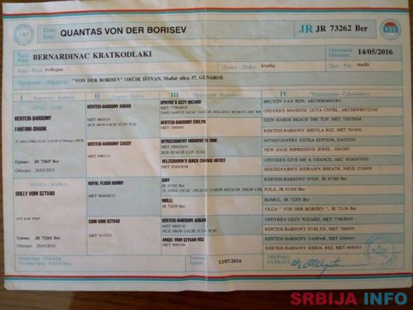 Bernardinac slobodan za parenje