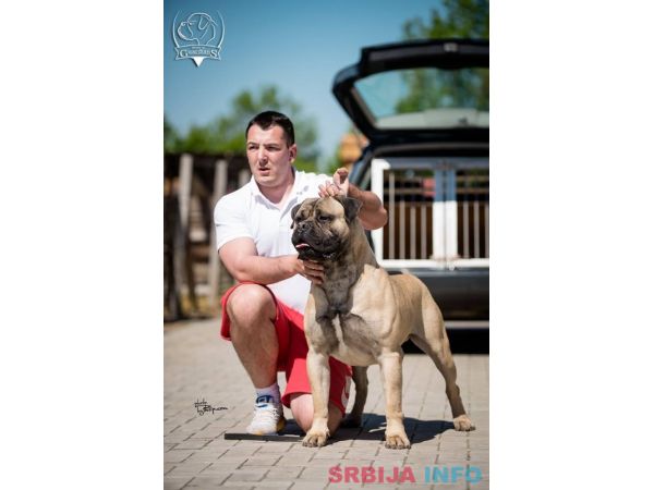 Bull Mastiff