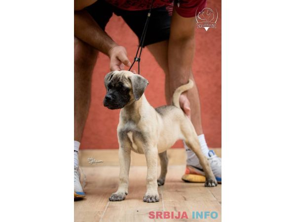 Bull Mastiff