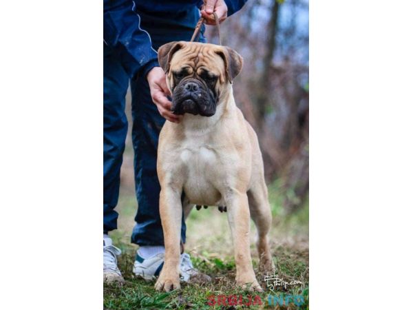 Bull Mastiff