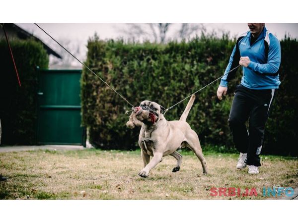 Bull Mastiff