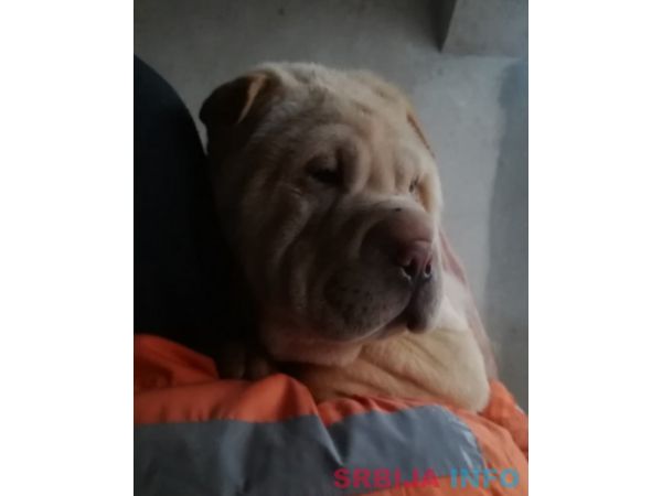 &Scaron;ar pej &scaron;tenci na prodaju