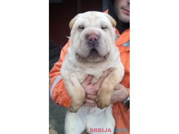 &Scaron;ar pej &scaron;tenci na prodaju