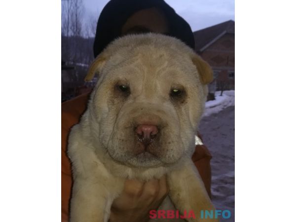 &Scaron;ar pej &scaron;tenci na prodaju