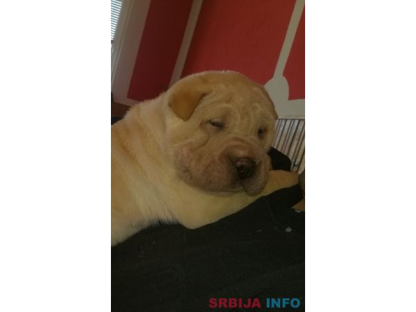 &Scaron;ar pej &scaron;tenci na prodaju