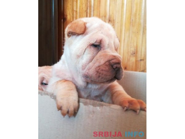 &Scaron;ar pej &scaron;tenci na prodaju