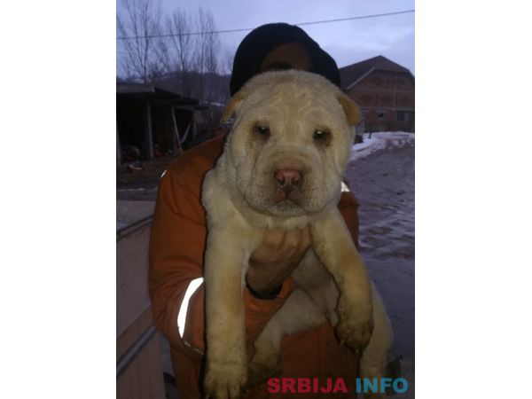 &Scaron;ar pej &scaron;tenci na prodaju