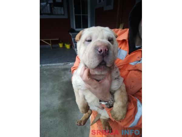 &Scaron;ar pej &scaron;tenci na prodaju