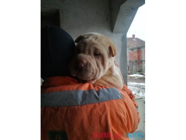 &Scaron;ar pej &scaron;tenci na prodaju