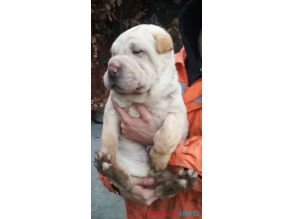 &Scaron;ar pej &scaron;tenci na prodaju