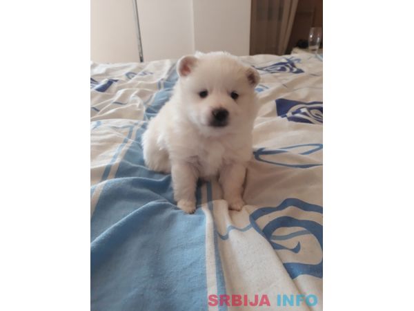 Nemački mali &scaron;pic &scaron;tenci