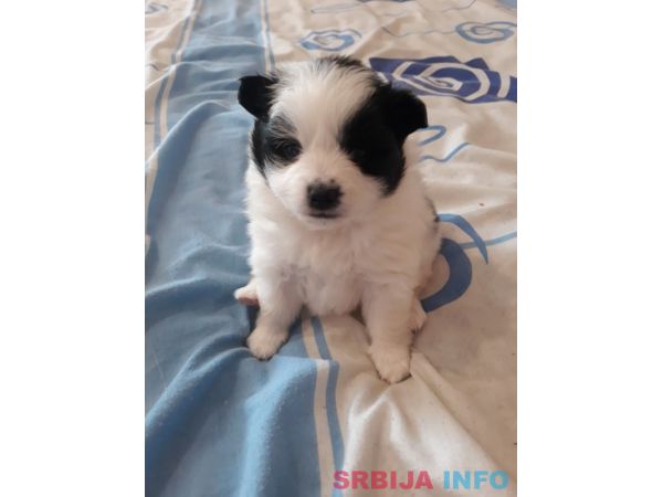 Nemački mali &scaron;pic &scaron;tenci